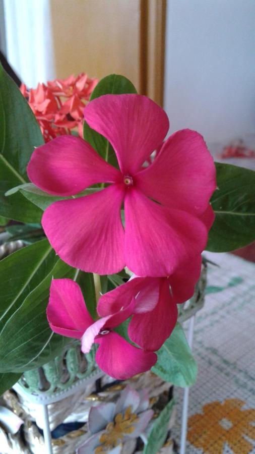 Seychelles Yellow Petals Anse Boileau Dış mekan fotoğraf