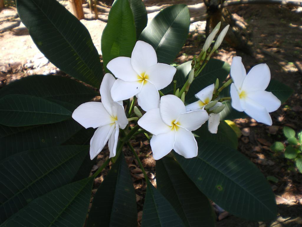 Seychelles Yellow Petals Anse Boileau Dış mekan fotoğraf