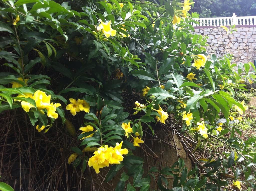 Seychelles Yellow Petals Anse Boileau Dış mekan fotoğraf