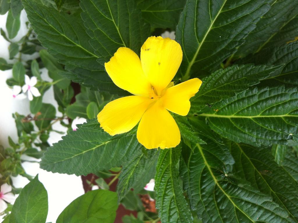 Seychelles Yellow Petals Anse Boileau Dış mekan fotoğraf