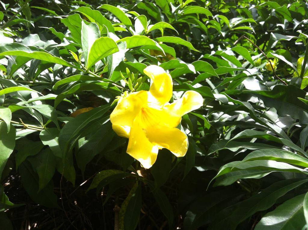 Seychelles Yellow Petals Anse Boileau Dış mekan fotoğraf